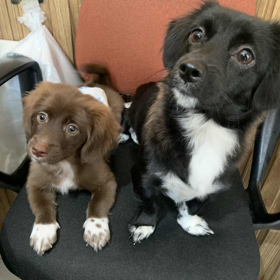 goodnovel comment avatar