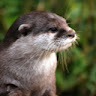 Little Otter