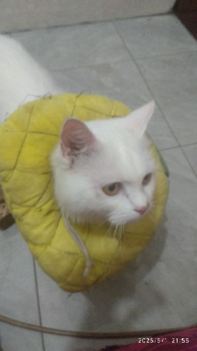 goodnovel comment avatar