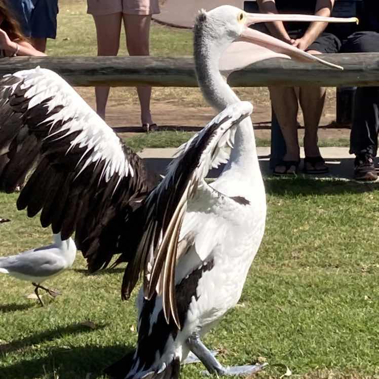 goodnovel comment avatar