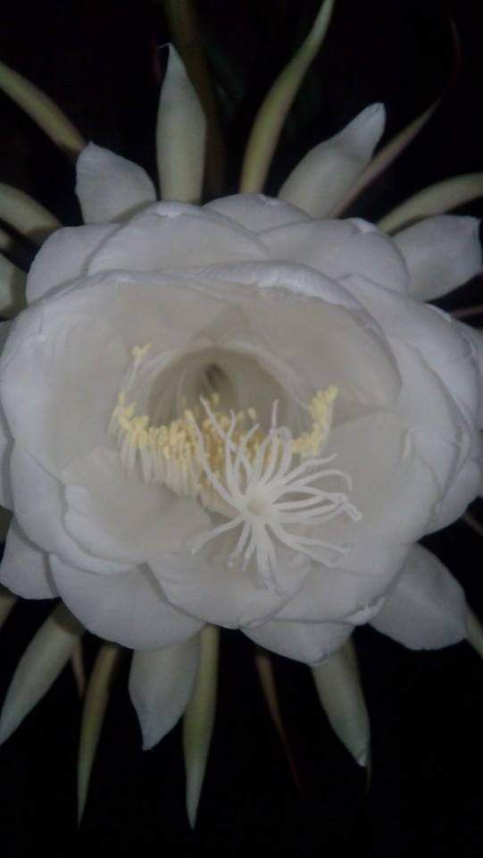 goodnovel comment avatar