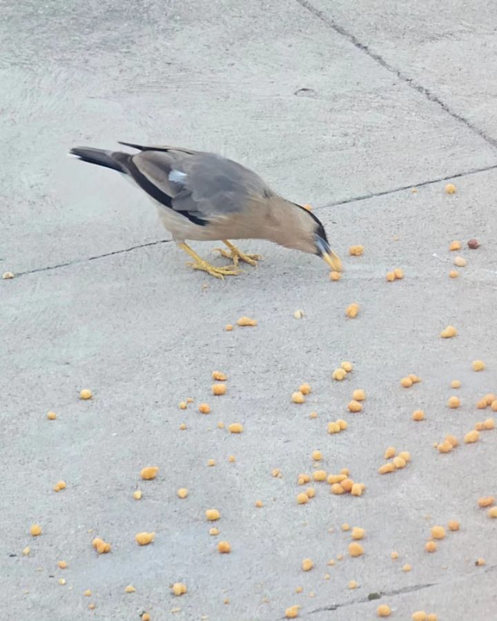 goodnovel comment avatar