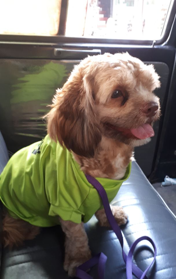 goodnovel comment avatar