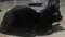 Crow