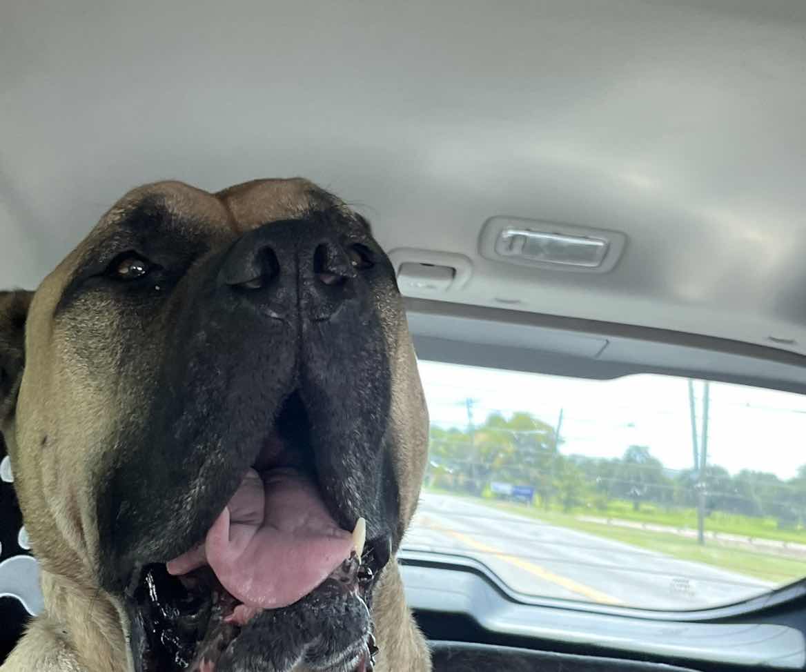 goodnovel comment avatar