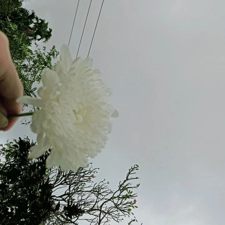 goodnovel comment avatar