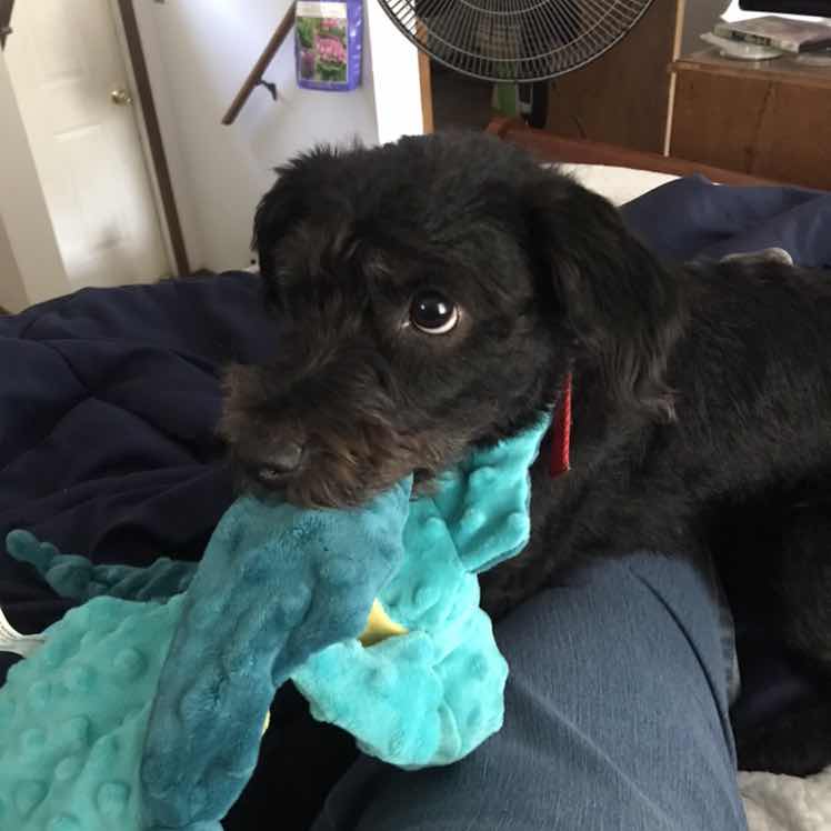 goodnovel comment avatar