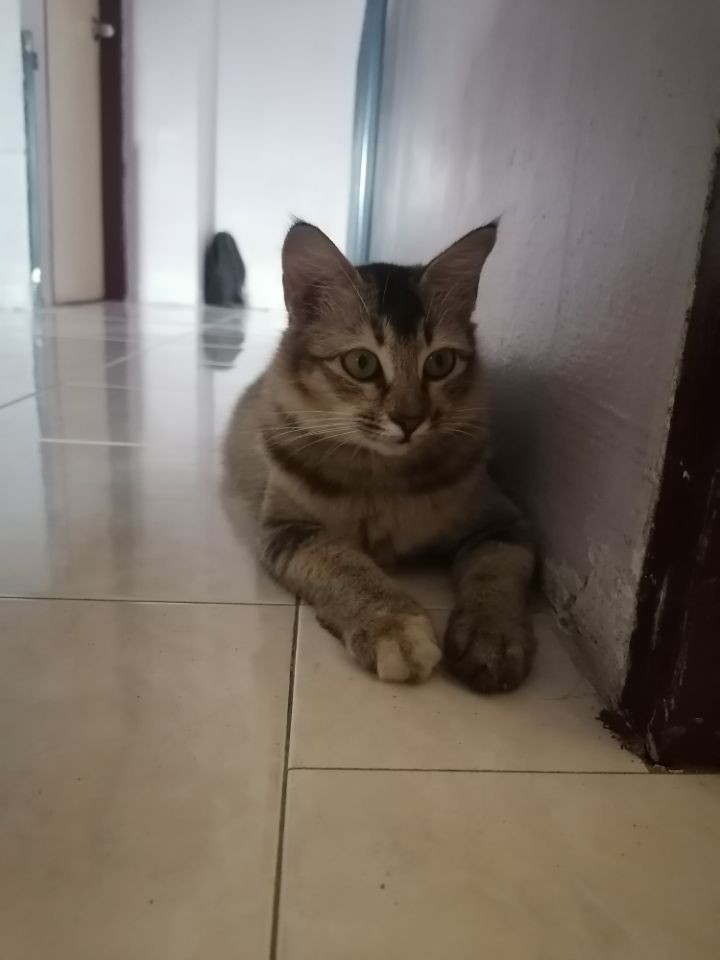 goodnovel comment avatar