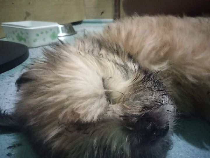 goodnovel comment avatar