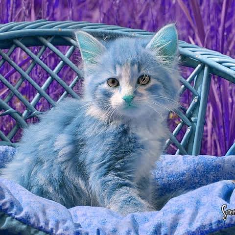 Blue Kitten