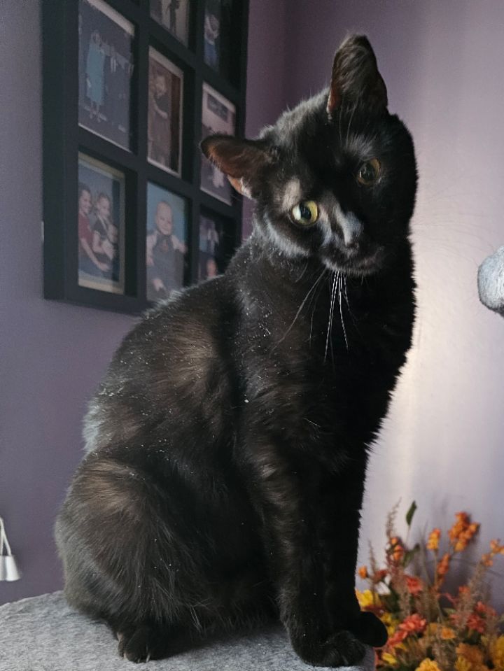 goodnovel comment avatar