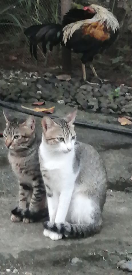 goodnovel comment avatar