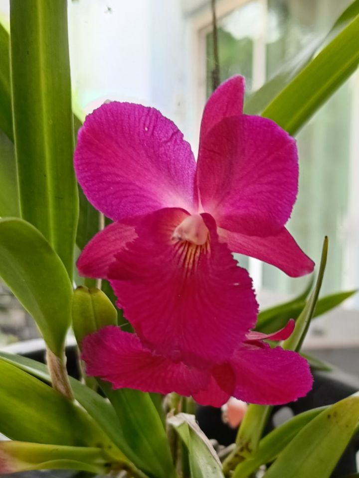 goodnovel comment avatar