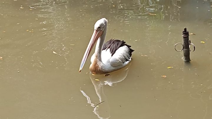 goodnovel comment avatar