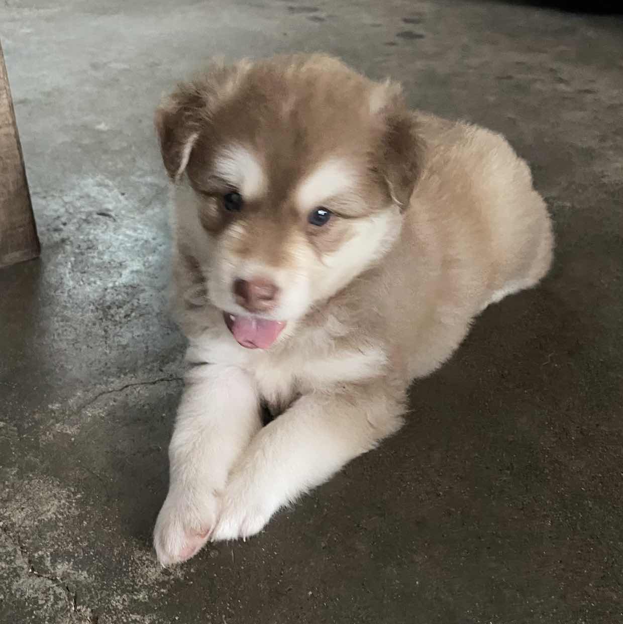 goodnovel comment avatar