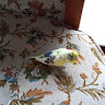 goodnovel comment avatar