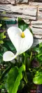 Lirio blanco