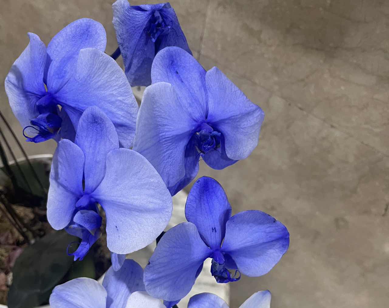 goodnovel comment avatar