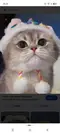Comel