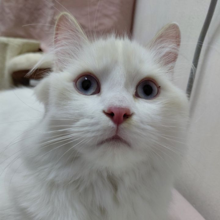 goodnovel comment avatar