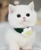 Little Wei 
