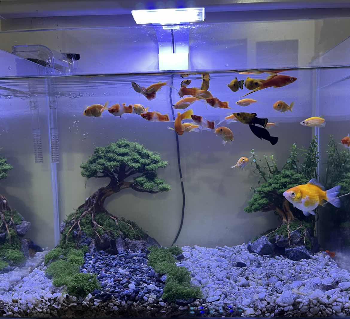 goodnovel comment avatar