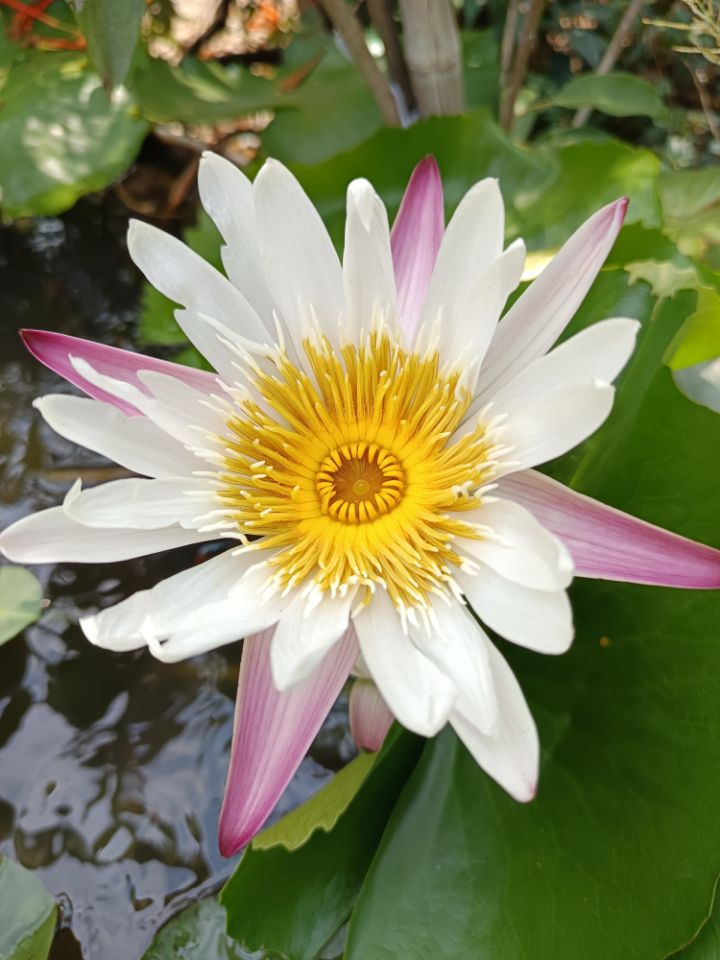 เนี่ยนเจิน