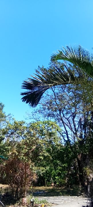 goodnovel comment avatar