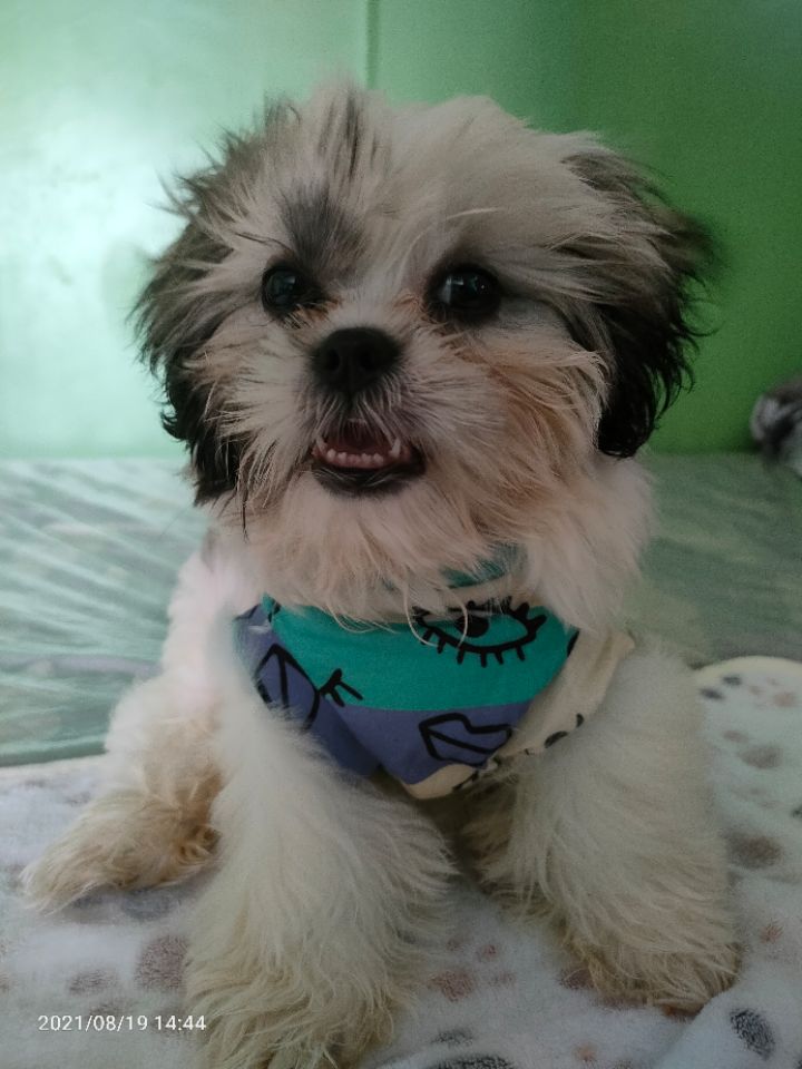 goodnovel comment avatar