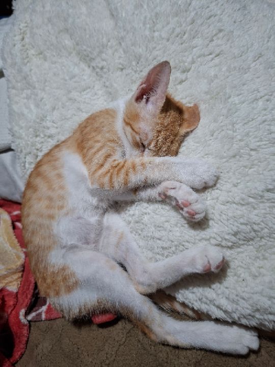 goodnovel comment avatar