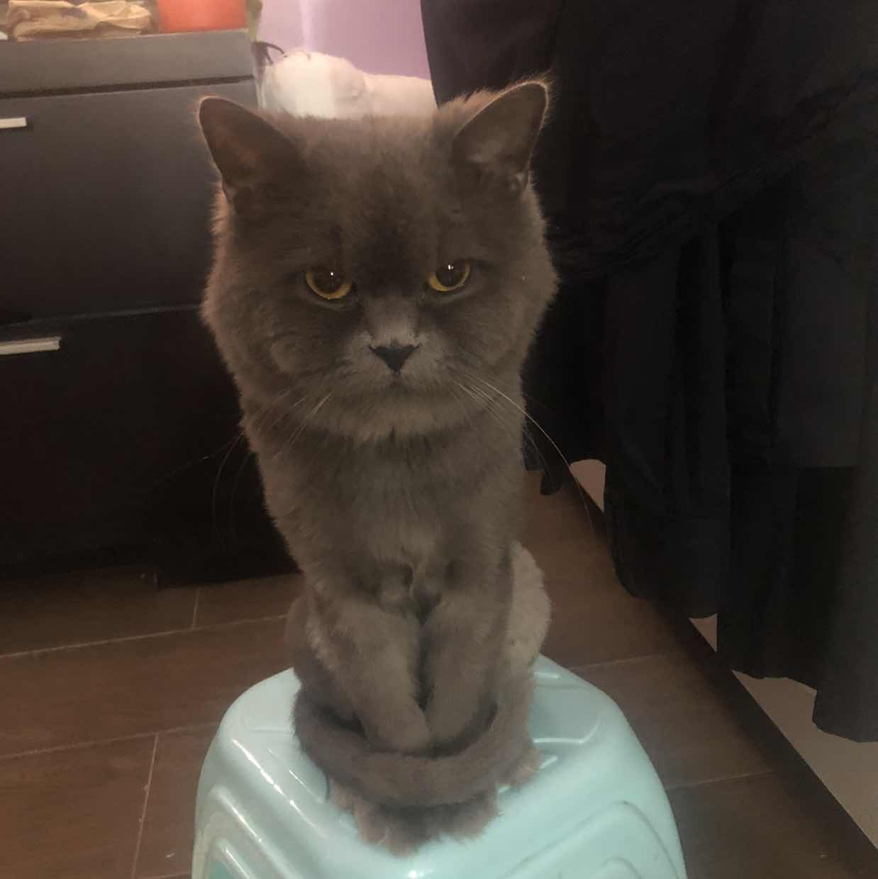 goodnovel comment avatar