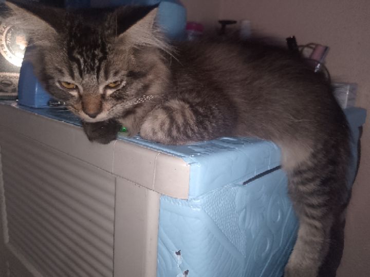 goodnovel comment avatar