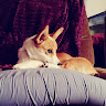 goodnovel comment avatar
