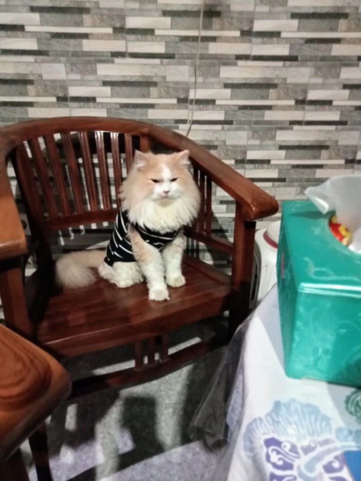 goodnovel comment avatar