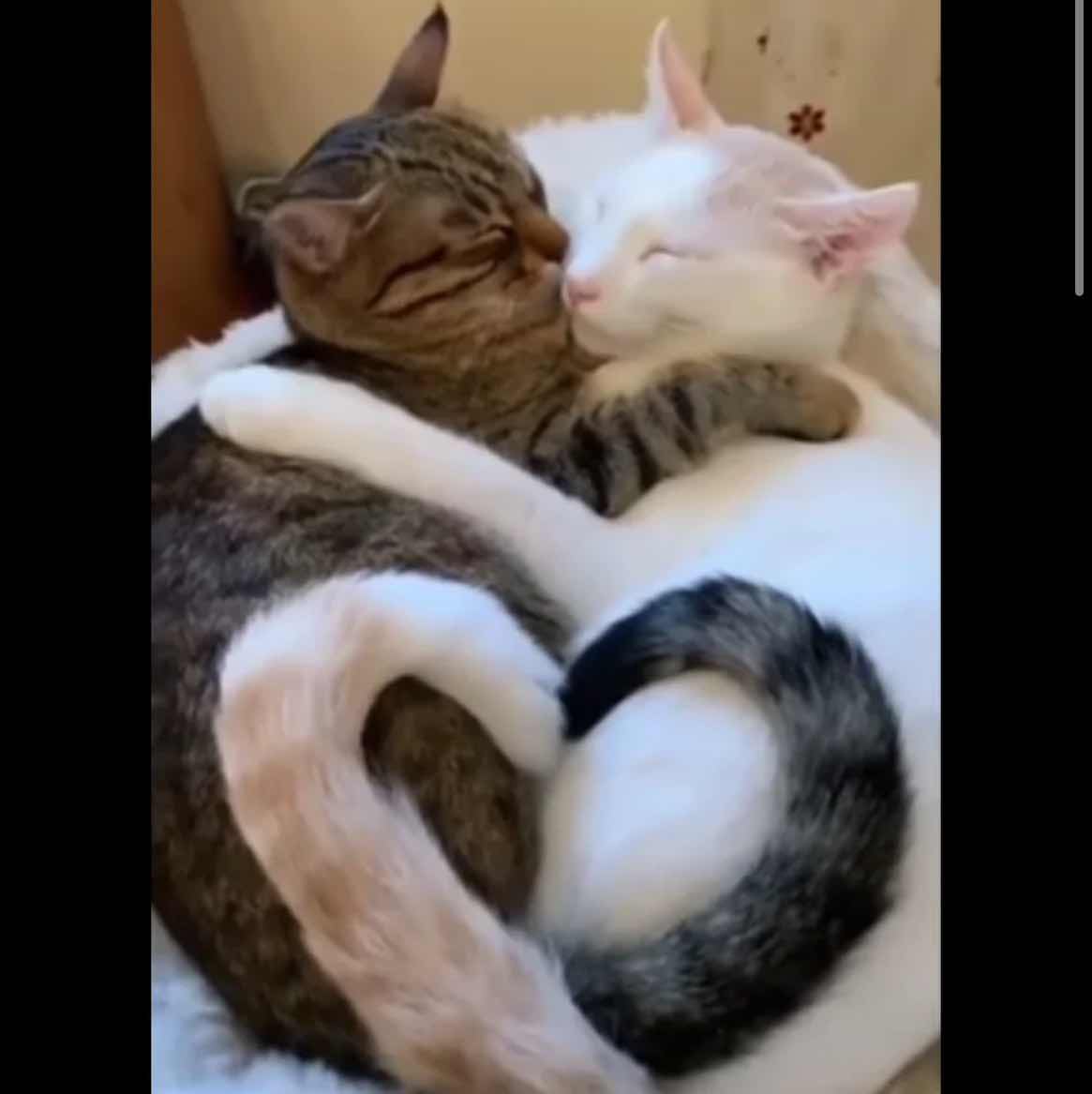 goodnovel comment avatar