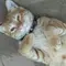 Yus Sil