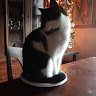 goodnovel comment avatar