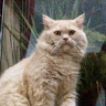 goodnovel comment avatar