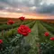 Red Rose96