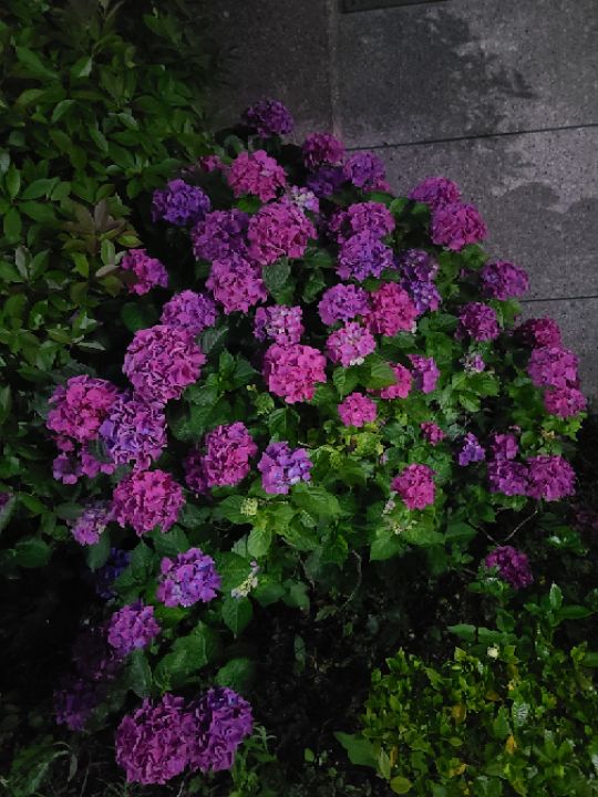 goodnovel comment avatar