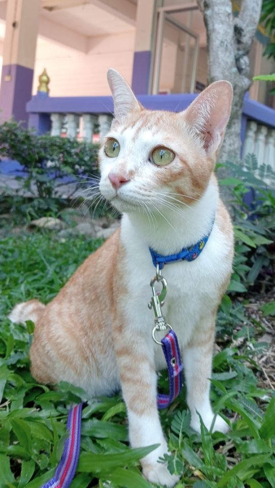 goodnovel comment avatar