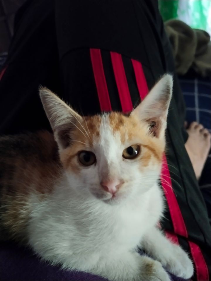 goodnovel comment avatar