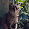 goodnovel comment avatar