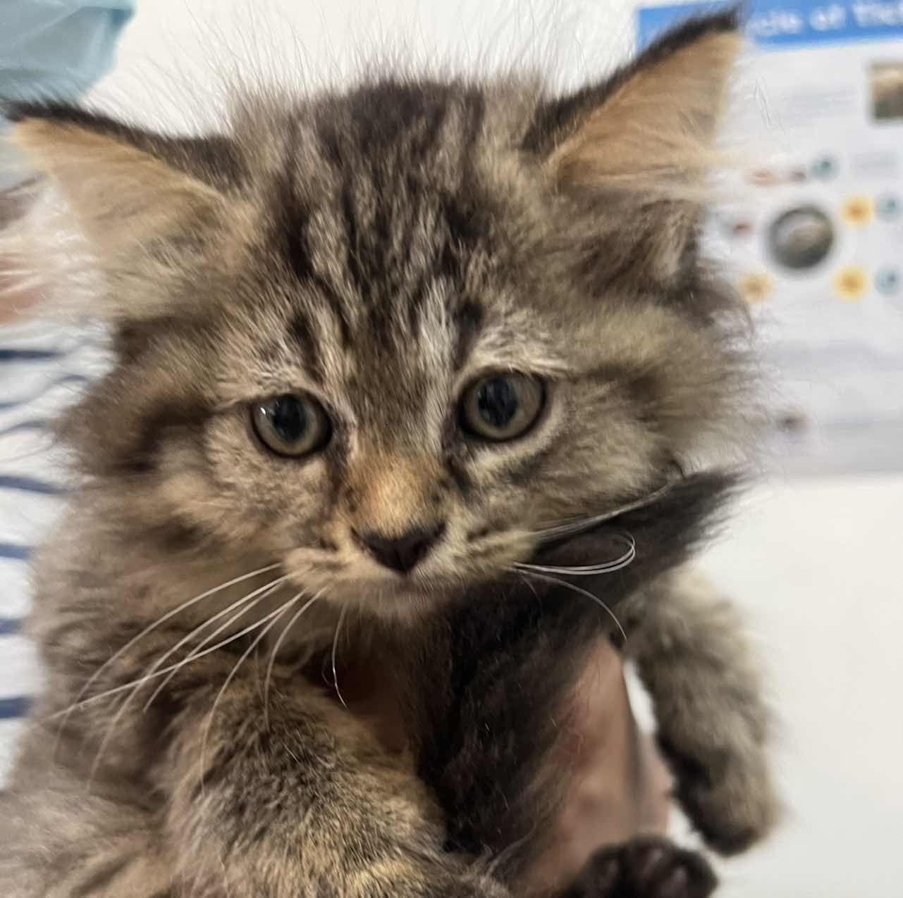 goodnovel comment avatar