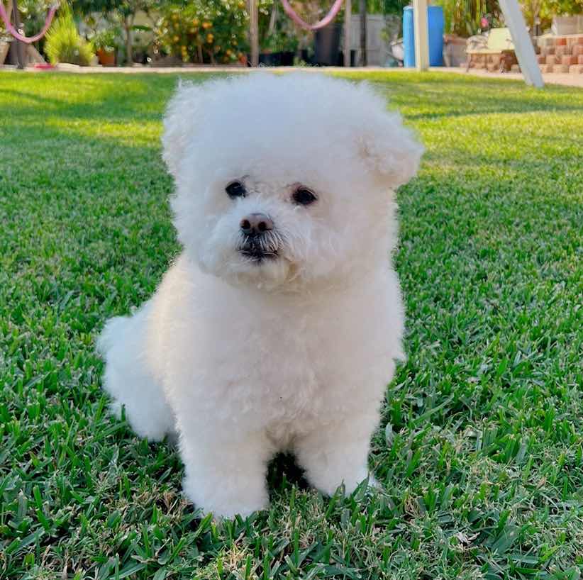 goodnovel comment avatar