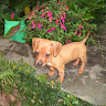 goodnovel comment avatar