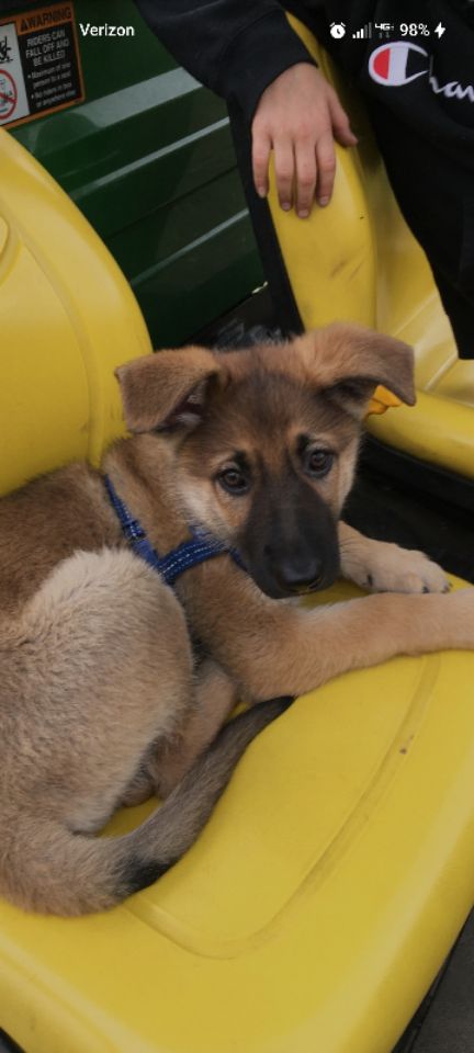 goodnovel comment avatar