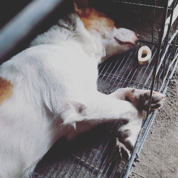 goodnovel comment avatar