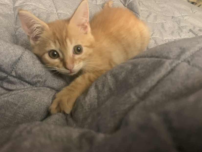 goodnovel comment avatar