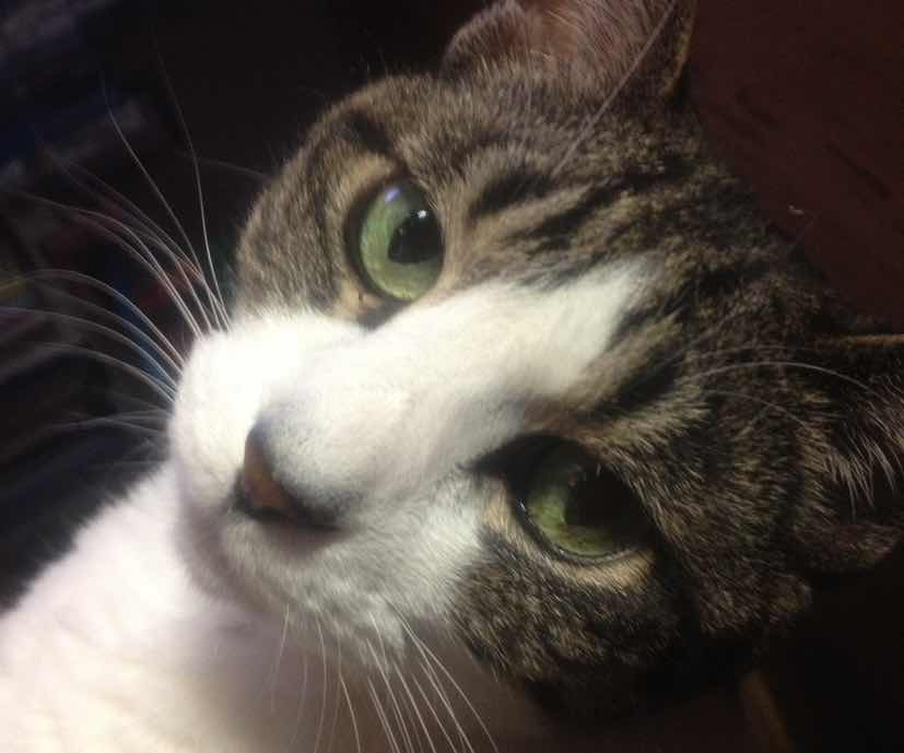 goodnovel comment avatar